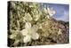 Rock Nettle in Bloom, Death Valley National Park, California-Rob Sheppard-Premier Image Canvas