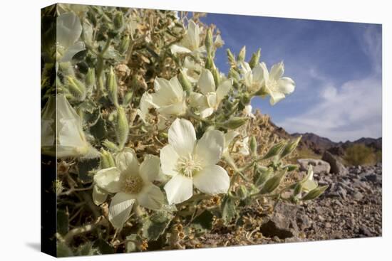 Rock Nettle in Bloom, Death Valley National Park, California-Rob Sheppard-Premier Image Canvas