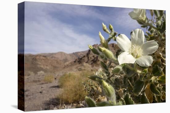 Rock Nettle in Bloom, Death Valley National Park, California-Rob Sheppard-Premier Image Canvas