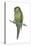 Rock Parakeet (Pyrrhura Rupicola), Birds-Encyclopaedia Britannica-Stretched Canvas