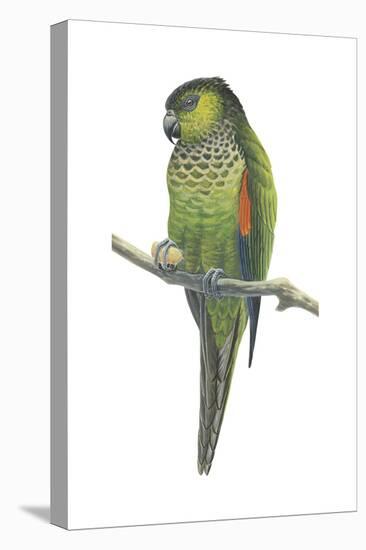 Rock Parakeet (Pyrrhura Rupicola), Birds-Encyclopaedia Britannica-Stretched Canvas