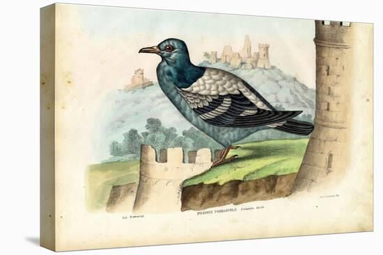 Rock Pigeon, 1863-79-Raimundo Petraroja-Premier Image Canvas