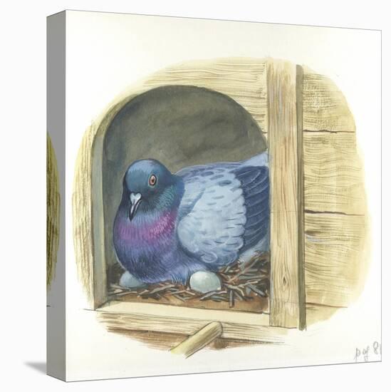 Rock Pigeon Columba Livia Warming Eggs in Nest-null-Premier Image Canvas