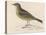 Rock Pipit-Reverend Francis O. Morris-Stretched Canvas