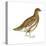 Rock Ptarmigan (Lagopus Mutus), Birds-Encyclopaedia Britannica-Stretched Canvas