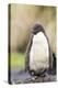 Rockhopper Penguin Chick. Falkland Islands-Martin Zwick-Premier Image Canvas