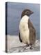 Rockhopper Penguin chick. Falkland Islands-Martin Zwick-Premier Image Canvas