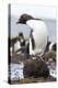 Rockhopper Penguin. Falkland Islands-Martin Zwick-Premier Image Canvas