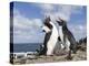 Rockhopper Penguin Greeting and bonding behavior. Falkland Islands-Martin Zwick-Premier Image Canvas