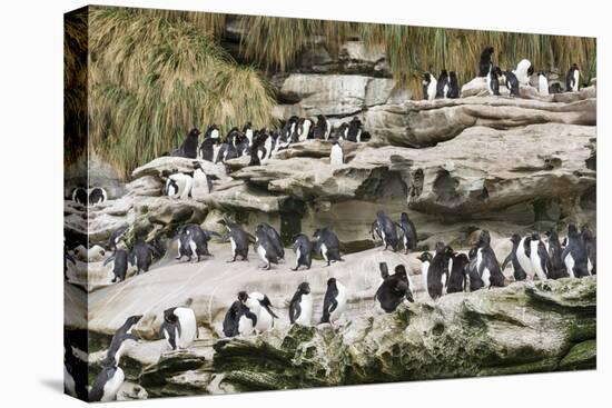 Rockhopper Penguin Hopping to the colony. Falkland Islands-Martin Zwick-Premier Image Canvas