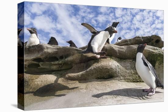 Rockhopper Penguin Hopping up and down the cliffs. Falkland Islands-Martin Zwick-Premier Image Canvas