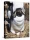 Rockhopper Penguin on nest, subspecies western rockhopper penguin. Falkland Islands.-Martin Zwick-Premier Image Canvas