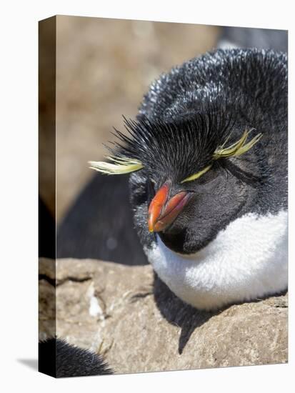 Rockhopper Penguin, subspecies western rockhopper penguin, Falkland Islands-Martin Zwick-Premier Image Canvas