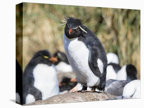 Rockhopper Penguin, subspecies western rockhopper penguin, Falkland Islands-Martin Zwick-Premier Image Canvas