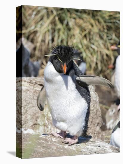 Rockhopper Penguin, subspecies western rockhopper penguin , Falkland Islands.-Martin Zwick-Premier Image Canvas