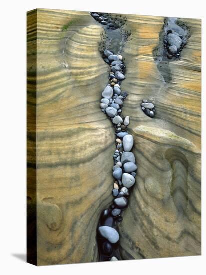 Rocks Caught in Sandstone Formations, Seal Rock Beach, Oregon, USA-Jaynes Gallery-Premier Image Canvas