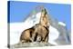 Rocks, Groundhog, Marmot-Reiner Bernhardt-Premier Image Canvas
