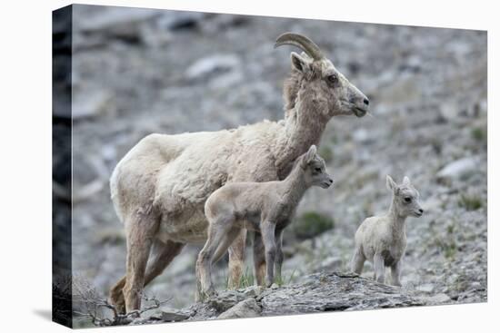Rocky Mountain Bighorn Sheep, Ewe with Twin Lambs-Ken Archer-Premier Image Canvas