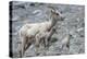Rocky Mountain Bighorn Sheep, Ewe with Twin Lambs-Ken Archer-Premier Image Canvas