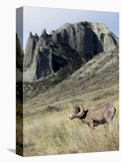 Rocky Mountain bighorn sheep grazing in grasslands. Mature rams.-Richard Wright-Premier Image Canvas