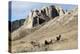 Rocky Mountain bighorn sheep grazing in grasslands. Mature rams.-Richard Wright-Premier Image Canvas