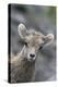 Rocky Mountain Bighorn Sheep Lamb-Ken Archer-Premier Image Canvas