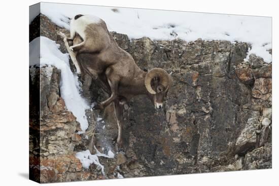 Rocky Mountain bighorn sheep, navigating winter cliff side-Ken Archer-Premier Image Canvas
