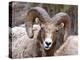 Rocky Mountain Bighorn Sheep Near Radium, B.C-Richard Wright-Premier Image Canvas