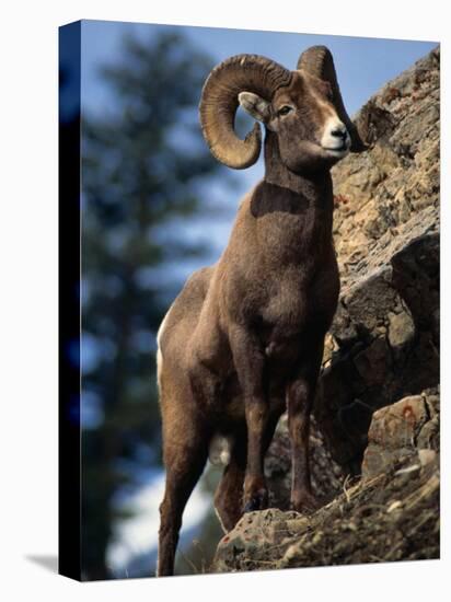 Rocky Mountain Bighorn Sheep on Side of Mountain, Yellowstone National Park, USA-Carol Polich-Premier Image Canvas