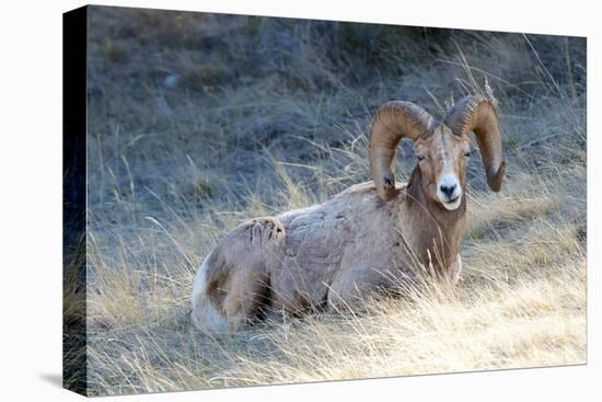 Rocky Mountain Bighorn Sheep, Ovis Canadensis Canadensis, B.C, Canada-Richard Wright-Premier Image Canvas