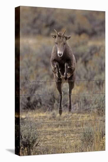 Rocky Mountain Bighorn Sheep (Ovis Canadensis) Female Jumping Barbed Wire Fence, Montana, USA-Charlie Summers-Premier Image Canvas