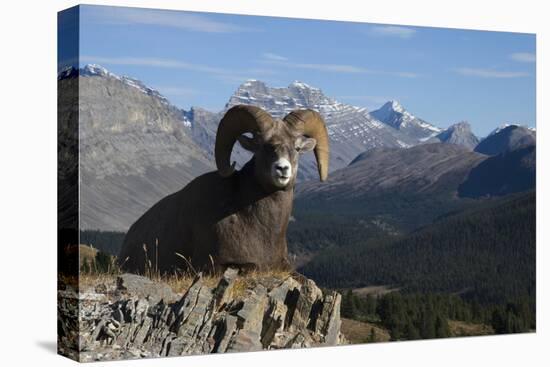Rocky Mountain Bighorn Sheep Ram, Canadian Rockies-Ken Archer-Premier Image Canvas
