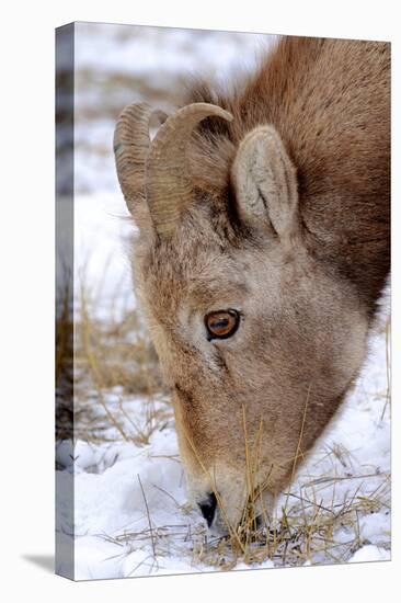 Rocky Mountain Bighorn Sheep Ram in Jasper National Park, Alberta, Canada-Richard Wright-Premier Image Canvas