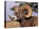 Rocky Mountain Bighorn Sheep, Ram, Jasper National Park, Alberta, USA-Lynn M. Stone-Premier Image Canvas