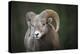 Rocky Mountain Bighorn Sheep Ram (Ovis canadensis), Jasper National Park, Alberta-Jon Reaves-Premier Image Canvas