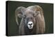 Rocky Mountain Bighorn Sheep Ram (Ovis canadensis), Jasper National Park, Alberta-Jon Reaves-Premier Image Canvas