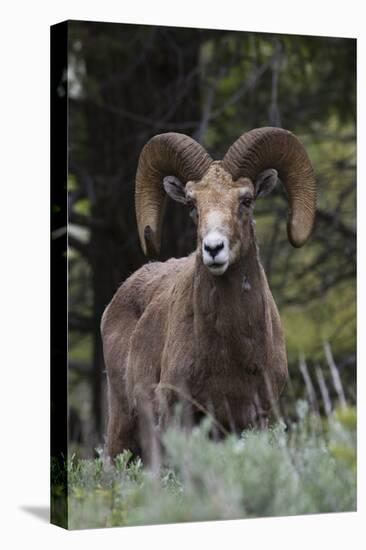 Rocky Mountain Bighorn Sheep Ram-Ken Archer-Premier Image Canvas