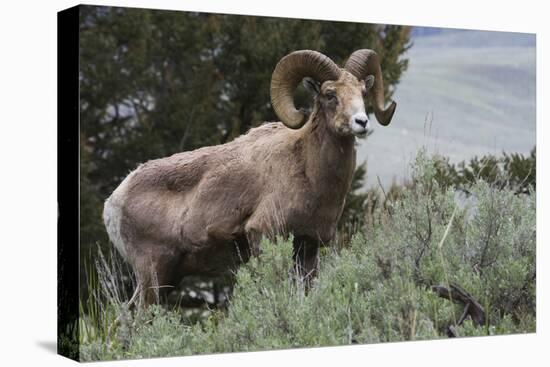 Rocky Mountain Bighorn Sheep Ram-Ken Archer-Premier Image Canvas