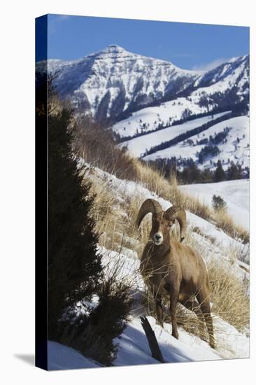 Rocky Mountain Bighorn Sheep Ram-Ken Archer-Premier Image Canvas