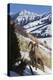 Rocky Mountain Bighorn Sheep Ram-Ken Archer-Premier Image Canvas