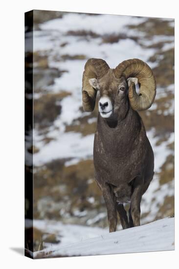 Rocky Mountain Bighorn Sheep Ram-Ken Archer-Premier Image Canvas