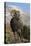 Rocky Mountain Bighorn sheep ram-Ken Archer-Premier Image Canvas