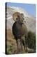 Rocky Mountain Bighorn sheep ram-Ken Archer-Premier Image Canvas