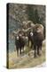 Rocky Mountain Bighorn Sheep Rams-Ken Archer-Premier Image Canvas