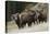 Rocky Mountain Bighorn Sheep Rams-Ken Archer-Premier Image Canvas