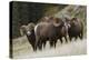 Rocky Mountain Bighorn Sheep Rams-Ken Archer-Premier Image Canvas
