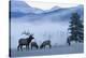 Rocky Mountain Bull Elk and Cows, Frosty Morning-Ken Archer-Premier Image Canvas