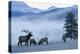 Rocky Mountain Bull Elk and Cows, Frosty Morning-Ken Archer-Premier Image Canvas