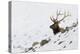 Rocky Mountain Bull Elk, Autumn Snow-Ken Archer-Premier Image Canvas