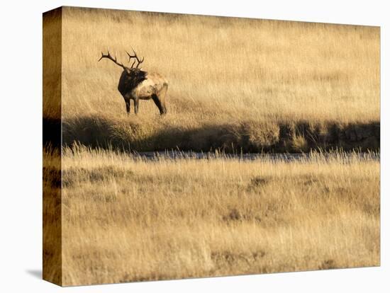 Rocky Mountain Bull Elk Bugling, Cervus Elaphus, Madison River, Yellowstone National Park, Wyoming-Maresa Pryor-Premier Image Canvas